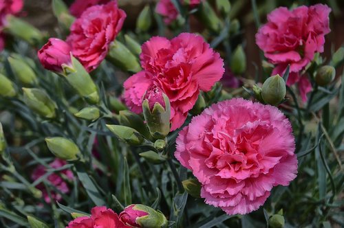 flower  carnation  carnations