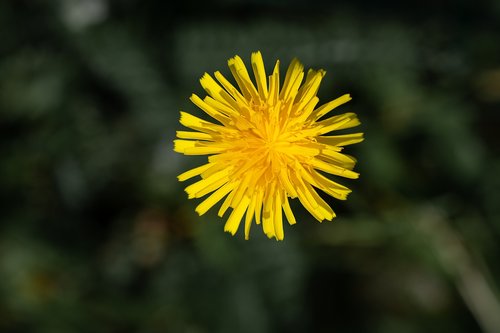 flower  yellow  yellow flower