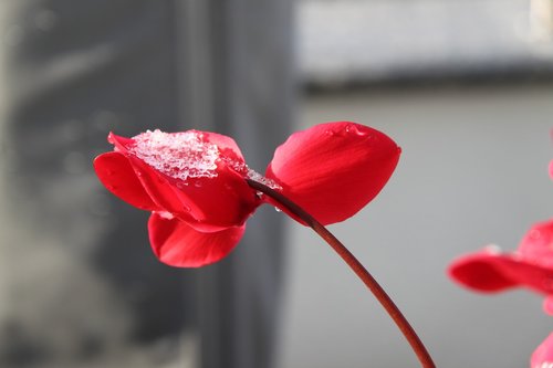 flower  cyclamen  flower red