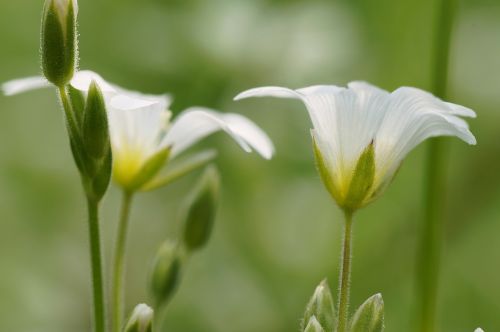 flower white spring