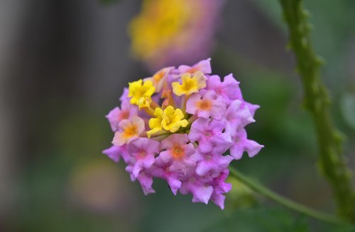 flower  garden  nature