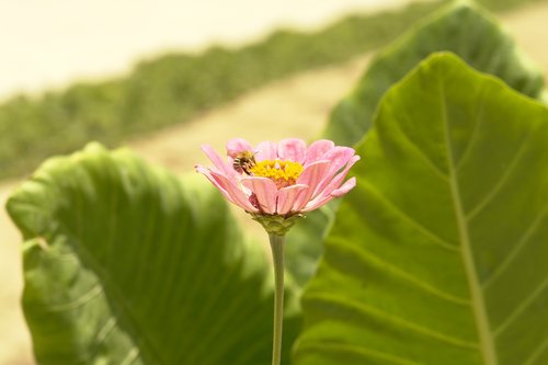 flower  benguela  angola