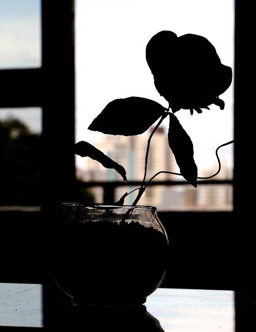 flower  silhouette  against light