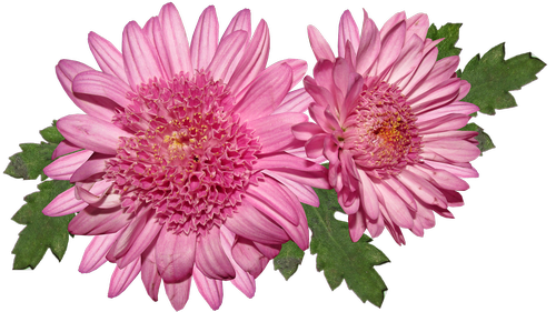 flower  chrysanthemum  pink