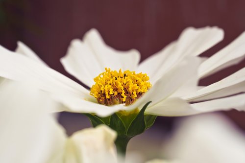 flower  gerbera  blossom