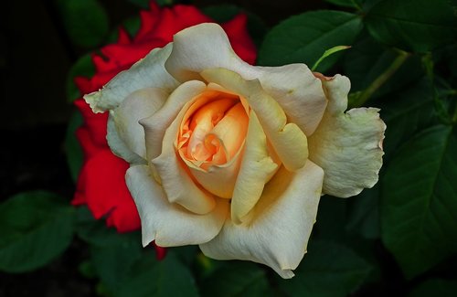 flower  rose  tea