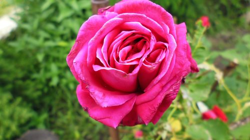 flower  nature  pink flowers