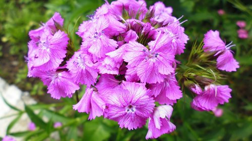 flower  nature  purple flowers