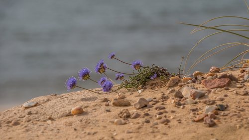 flower  plant  beach