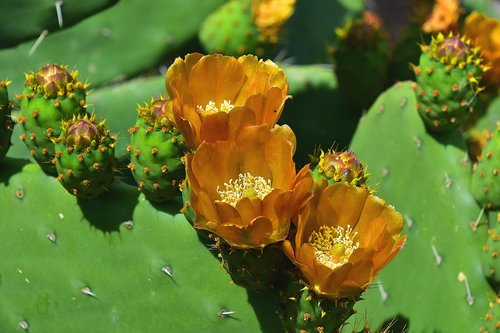 flower  garden  flowers