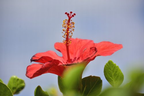 flower  garden  flowers