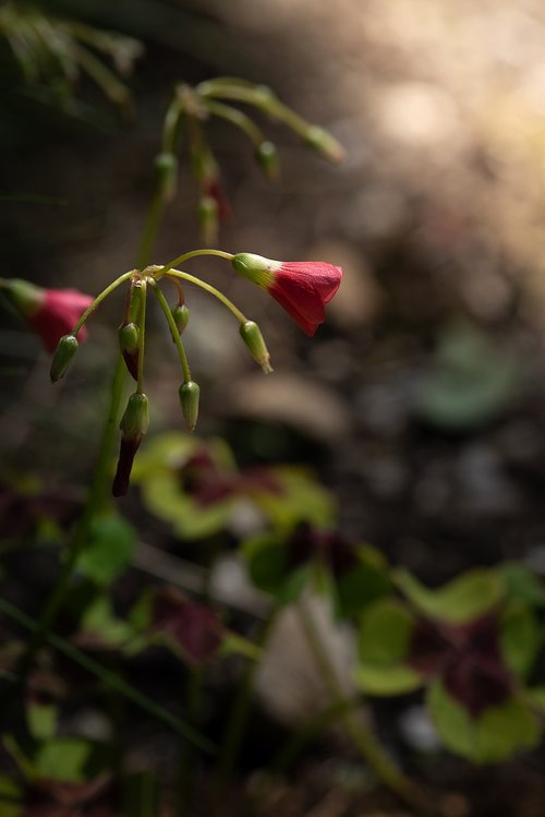 flower  blossom  bloom