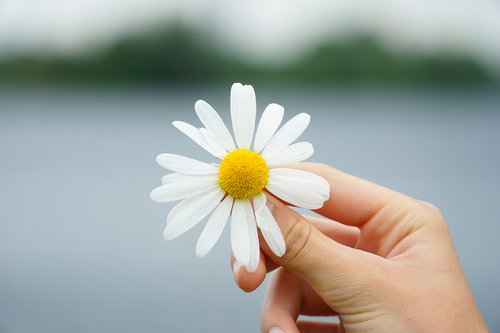 flower  hand  yellow