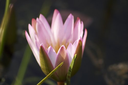 flower  pond  waterlily