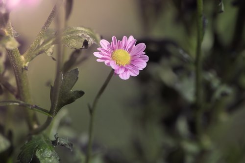 flower  pink  pink flower