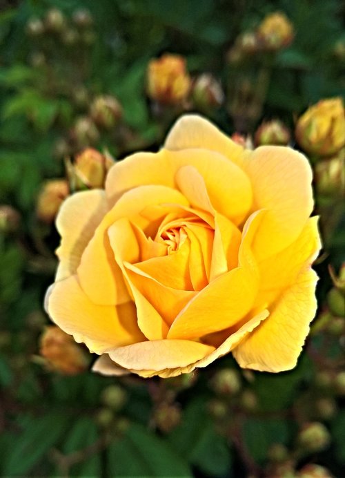 flower  rose  floribunda