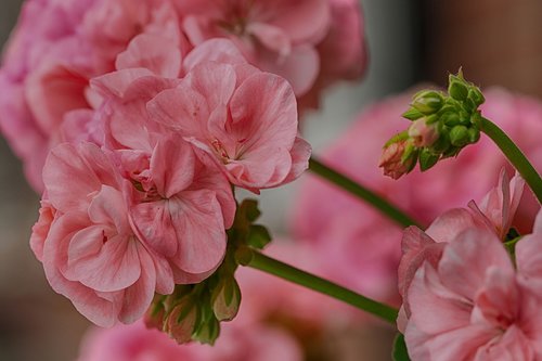 flower  pink  garden