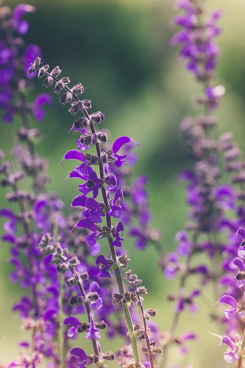 flower  purple  purple flowers