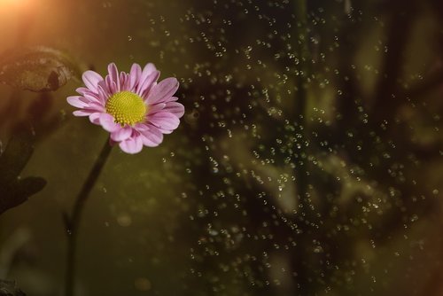 flower  pink  pink flower