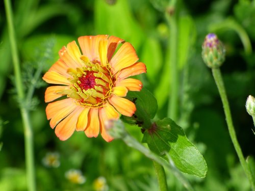 flower  petals  yellow