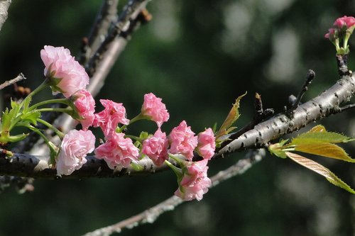 flower  cherry blossoms  chrysanthemum cherry