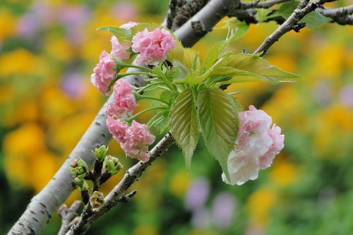 flower  cherry blossoms  chrysanthemum cherry