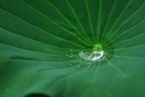 flower  lotus  plant