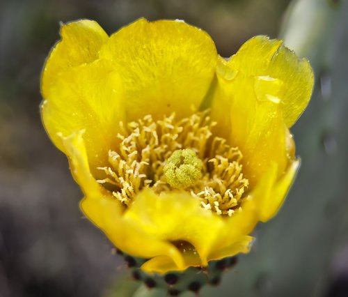 flower  yellow flower  prickly pear