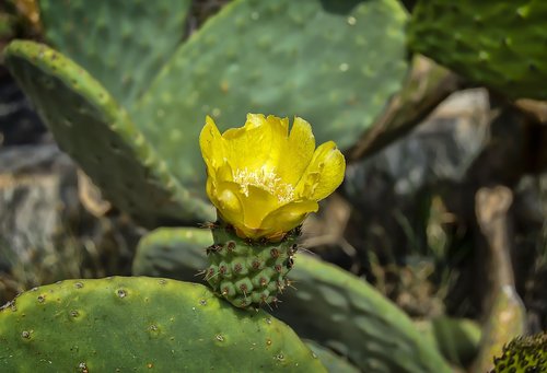 flower  yellow flower  prickly pear