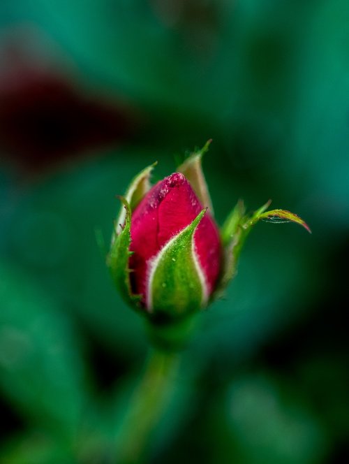 flower  red  floral