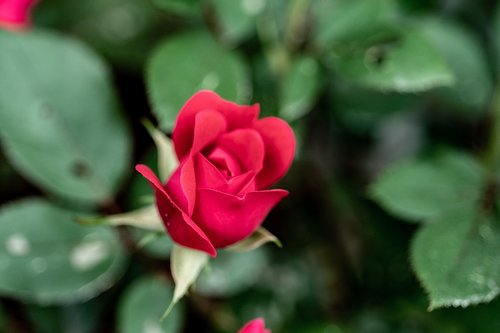 flower  red  floral