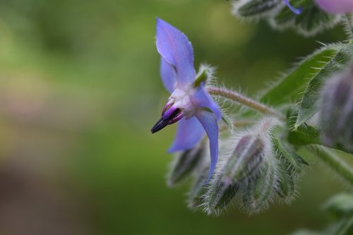 flower  medicinal plant  herb