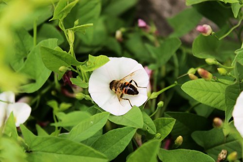 flower  osa  bee
