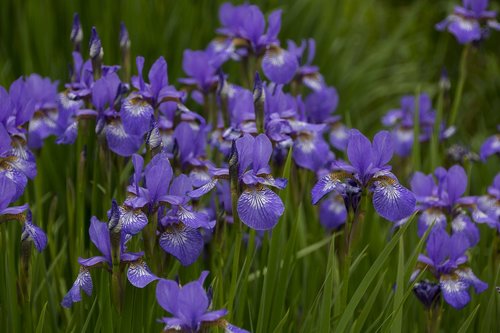 flower  iris  norway