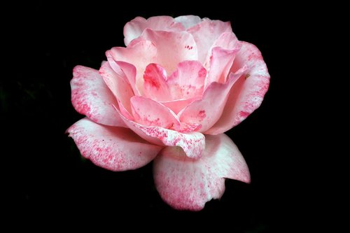flower  rose  rose petals