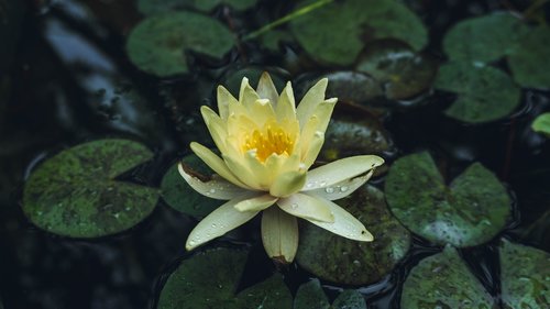 flower  lotus  water