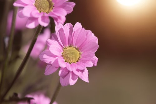 flower  pink  pink flower