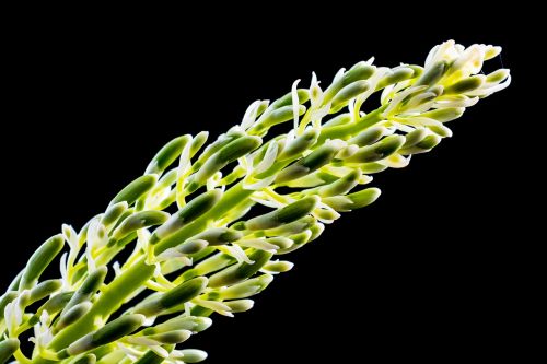 blossom bloom flower panicle