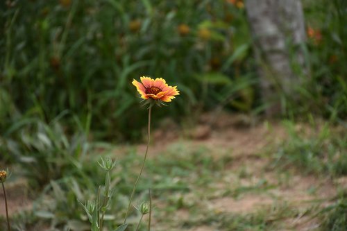 flower  plant  petals