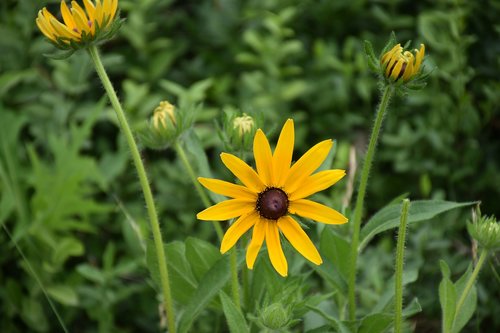 flower  plant  garden