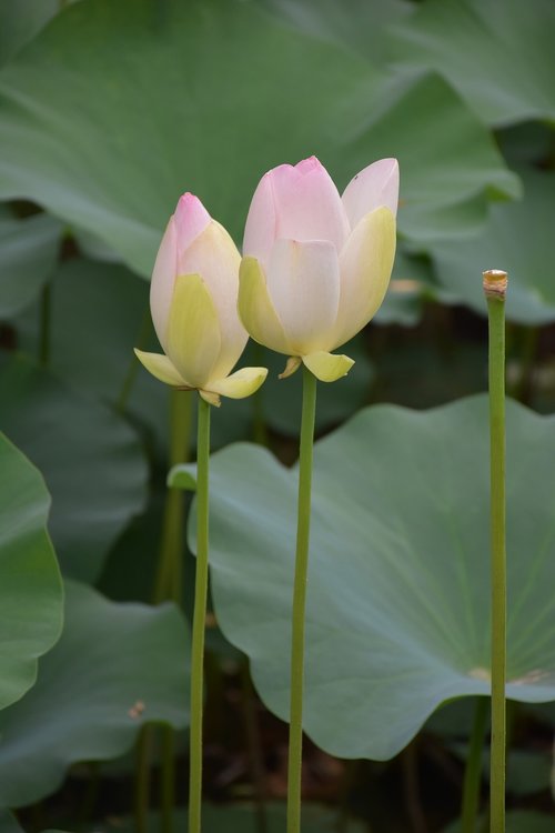 flower  plant  lonely