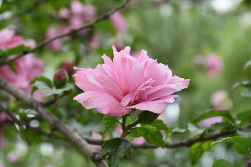 flower  plant  lonely