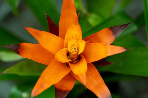 flower  orange  orange flower