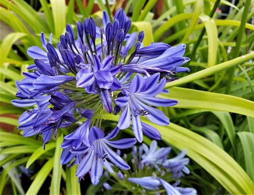 flower  bloom  plant