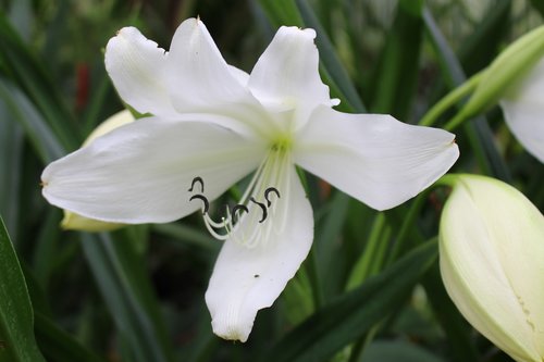 flower  white  white flowers