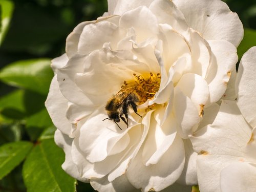 flower  rose  nature