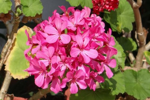 flower geranium geraniaceae