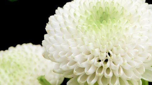 flower  white  green