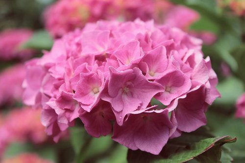 flower  spring  pink
