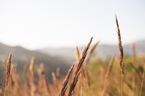 flower  mato  grass